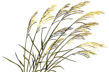 Fototapeta premium A photograph of a small bouquet of ornamental grasses, featuring feathery, golden-brown plumes and slender green stems, set against a plain white background. The grasses are arranged in a loose, natu