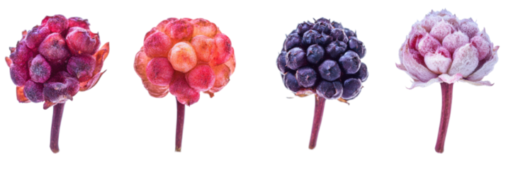 Close-up of various frosted berries isolated on transparent background png