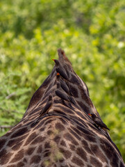 Yellow-billed oxpecker (Buphagus africanus) on a southern giraffe (Giraffa giraffa) in Hwange National Park.
