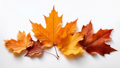 autumn maple leaves isolated on white