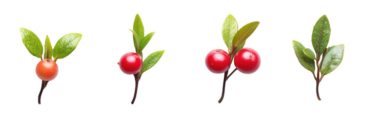 Obraz premium Lebendige Beeren der Gaultheria-Pflanze mit glänzenden Blättern vor transparentem Hintergrund png