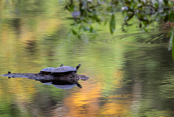 Eastern Painted Turtle