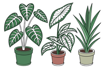  Photo of five potted plants arranged in a row on a white background. Each plant has a different type of foliage, including large green leaves, variegated leaves with white patterns, and broad, glossy