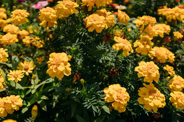 Bright yellow marigold flowers in full bloom with lush green foliage, illuminated by sunlight in a vibrant summer garden