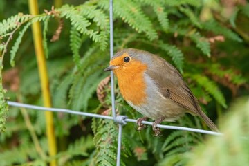 Close up of a European robin (erithacus rubecula) perching on a wire fence