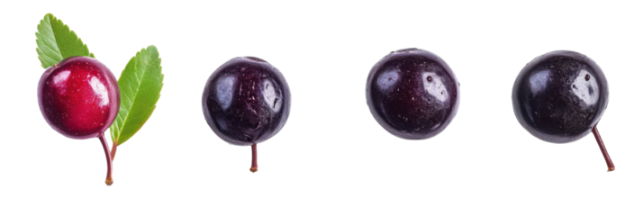 Sequenz von vier reifenden violetten schwarzen Apfelbeeren mit Blättern png