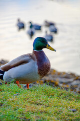 Vertical shot of a drake standing on the grass, looking to the right, with a lake with ducks swimming in the background
