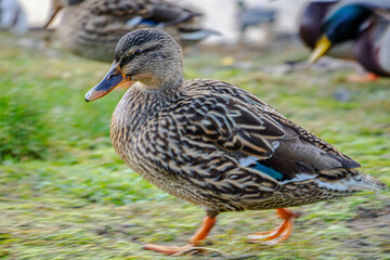 The duck runs to the left