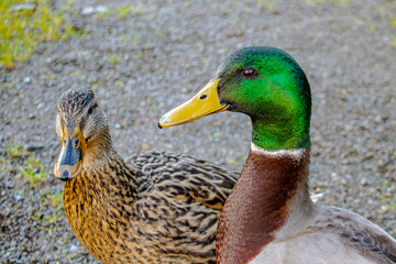 A pair of ducks look at the camera in close-up shot