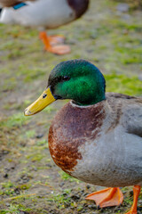 The drake stands on the path and looks to the left