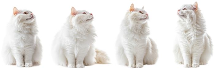Vier flauschige weiße Katzen sitzen in einer Reihe und schauen nach oben vor einem transparenten Hintergrund png