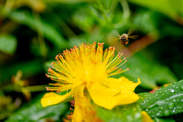 Hypericum perforatum, commonly known as St John's wort
