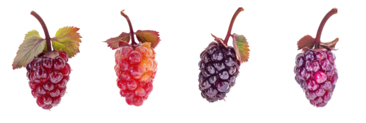 Nahaufnahme von frischen Himbeeren und Brombeeren isoliert auf transparentem Hintergrund png
