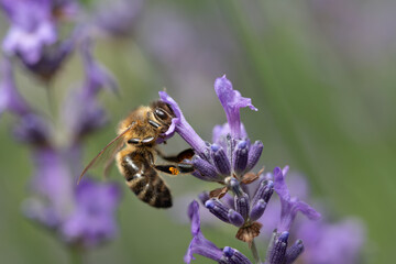 Close-up of a honeybee hanging from a purple flower looking for nectar. The lavender is in bloom.