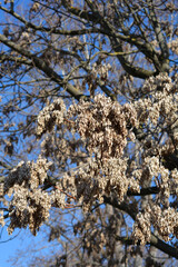 Tree of heaven branch with seeds