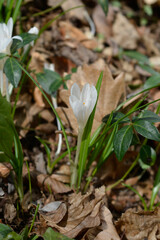White spring crocus flower