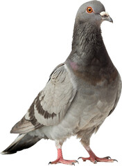 isolated view of a pigeon © Paulko
