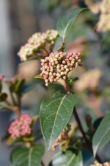 Laurustinus flower buds