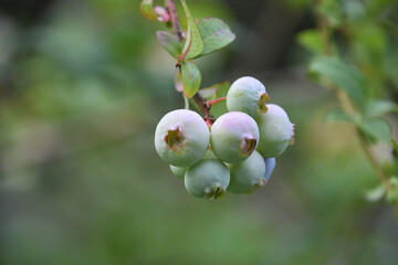 Group Blueberries Hanging Down from a Bush