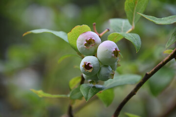 Close up of Blueberries Hanging on a Bush