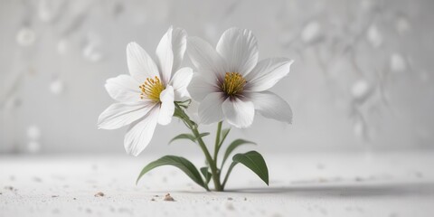 A delicate flower blooms on a plain white surface with subtle texture, flower,  floral pattern