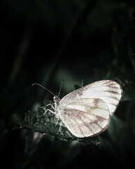 One white butterfly feeds flower leaf dark moody cinematic film background