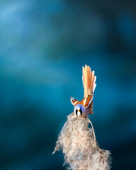 Bearded Tit Parrotbill Panurus biarmicus sitting on a blade of grass blue background