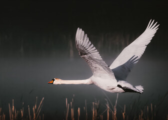Beautiful white swan flying over lake dark moody cinematic film background
