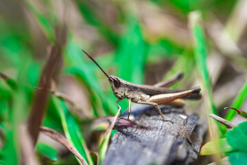 Acrida ungarica (Common Grasshopper)