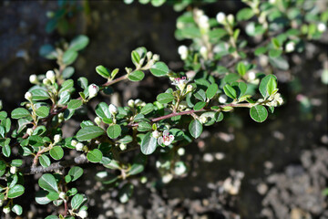 Bearberry cotoneaster Radicans flowers and leaves