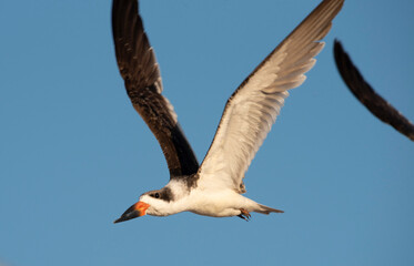 Black Skimmer