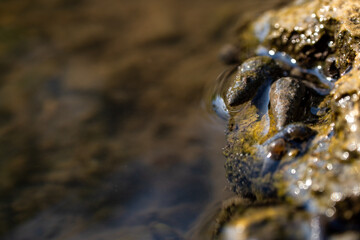 Aquatic Life on Rocky Shoreline