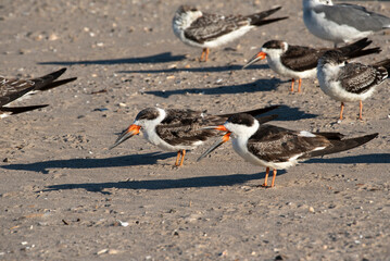 Black Skimmer