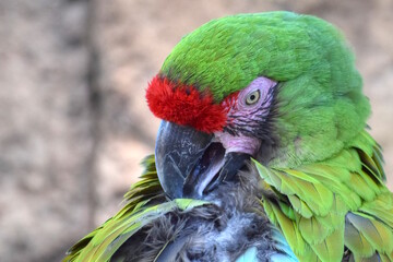 Green and Red Parrot Cleaning Feathers.