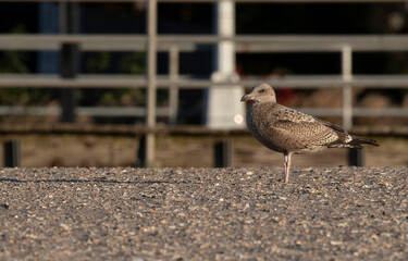 Herring Gull
