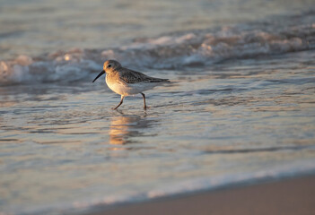 Dunlin