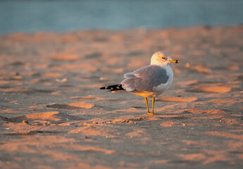 Ring Billed Gull