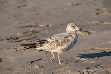 Ring Billed Gull
