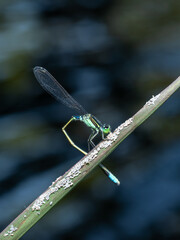 Enallagma cyathigerum (Common Blue Damselfly)