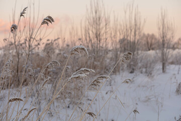 Winter snowy landscape at sunset.