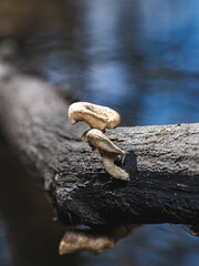 Fungi on a Log
