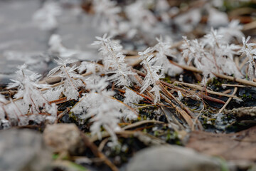 Frost falling in a coniferous forest in winter, close-up, macro