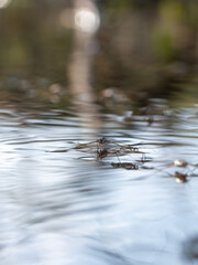 Gerris lacustris (Water Strider)