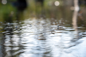 Gerris lacustris (Water Strider)