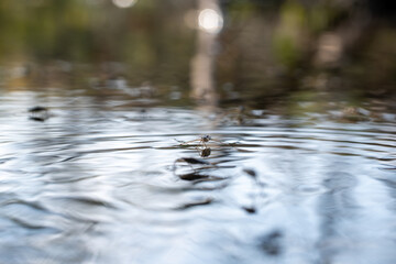 Gerris lacustris (Water Strider)