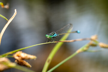 Ischnura elegans - Blue-tailed Damselfly