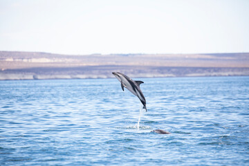 Delfin Oscuro Saltando - Patagonia © Tomas