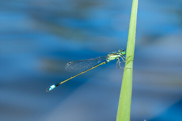 Ischnura elegans - Blue-tailed Damselfly