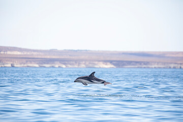 Delfin Oscuro Saltando - Patagonia © Tomas