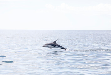 Delfin Oscuro Saltando - Patagonia © Tomas